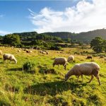Candidaturas Abertas ao Incentivo à Produção Pecuária em Valença