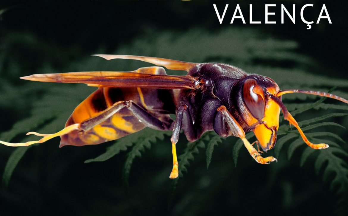 ValençaVespaVelutina